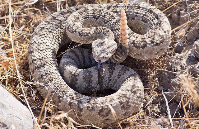 Coiled rattlesnake with mottled gray and brown scales, tongue out, tail raised.