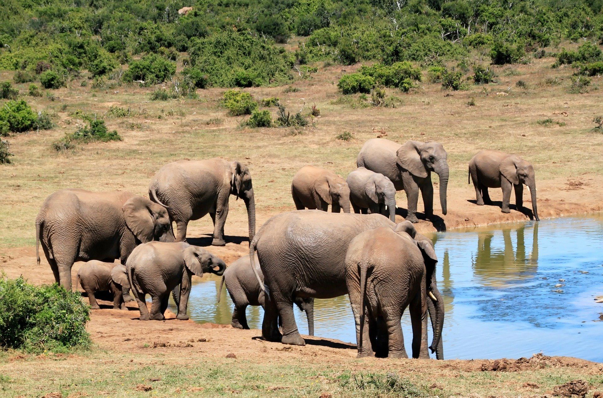 A herd of elephants at a watering hole in a dry, grassy landscape.