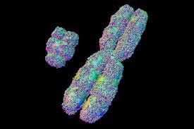 Microscopic view of a Y chromosome, composed of two arms, and a small, bunched structure, on a black background.