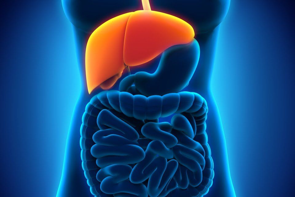 Highlighted liver and digestive system against a blue, human torso illustration.