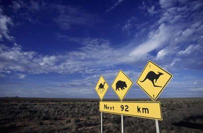 Road sign with camel, bear, and kangaroo warnings; 