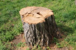 Stump Grinding Batavia, NY