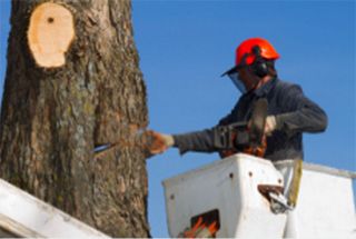Certified Arborist Batavia, NY