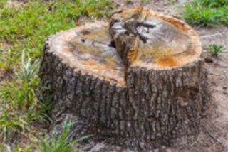 Stump Grinding Batavia, NY