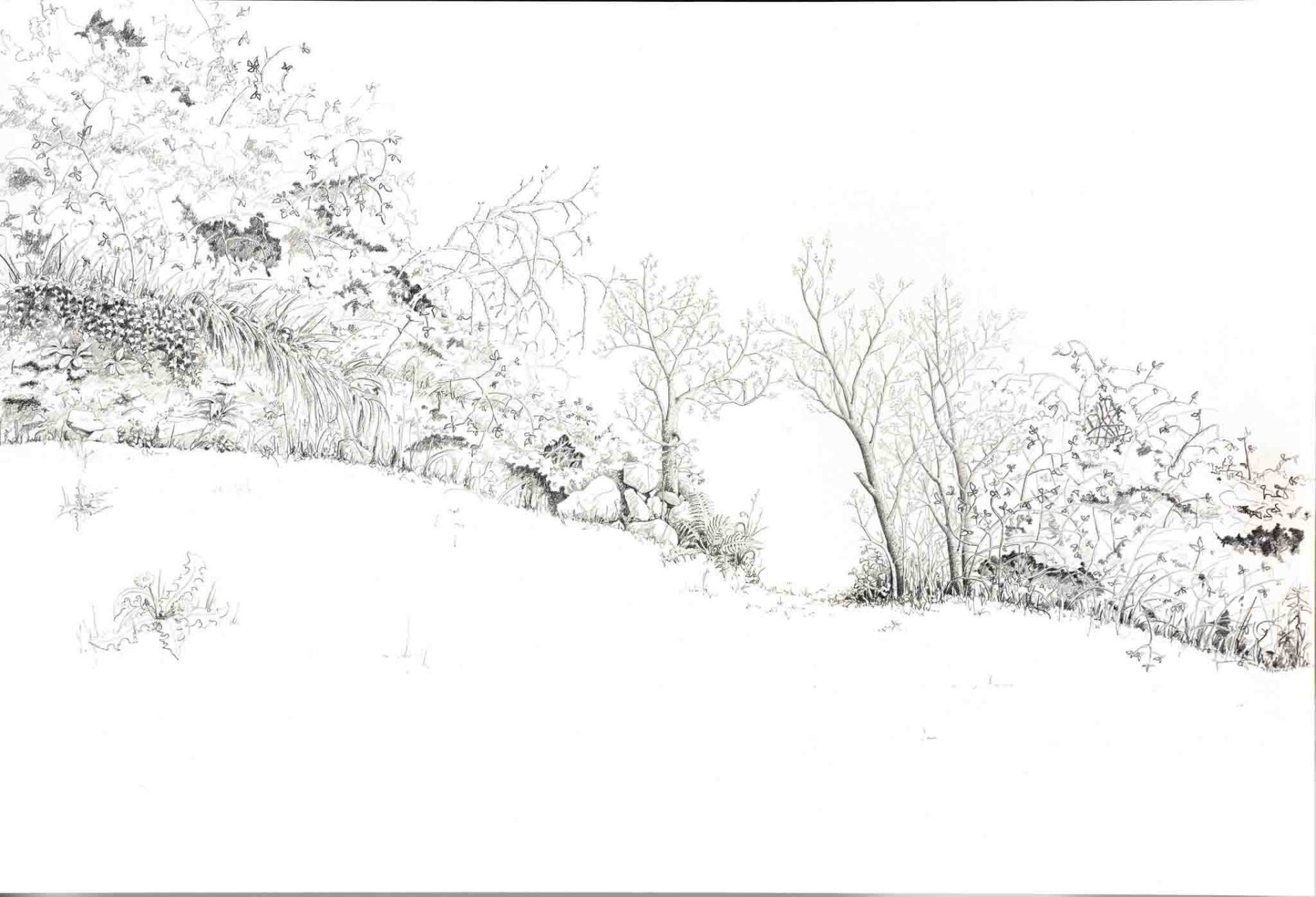 Drawing of Earth bank with primroses, elm and willow by Yanny Petters at Olivier Cornet Gallery