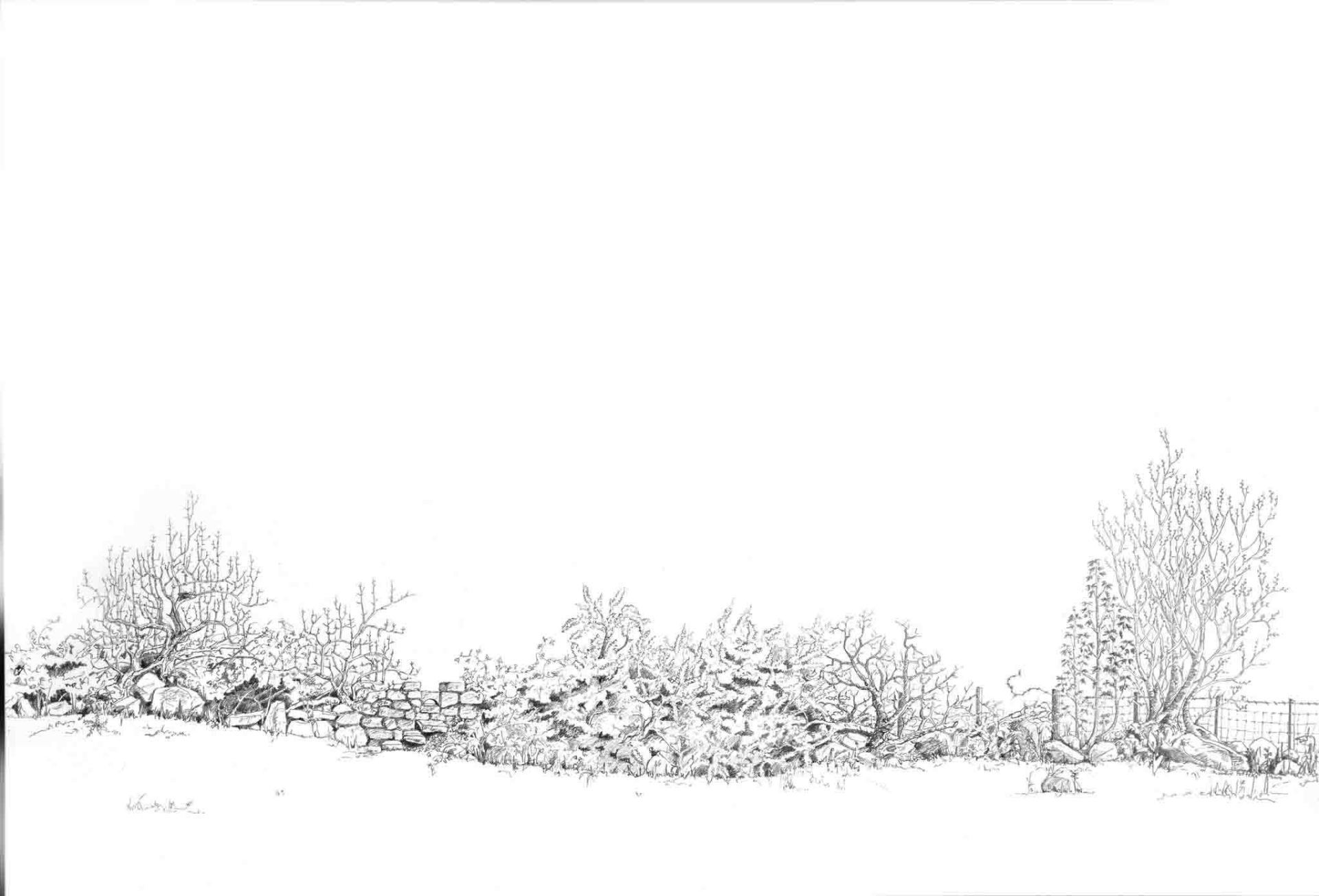 Drawing of Elder, stile, gorse, and the sheep gap by Yanny Petters at Olivier Cornet Gallery