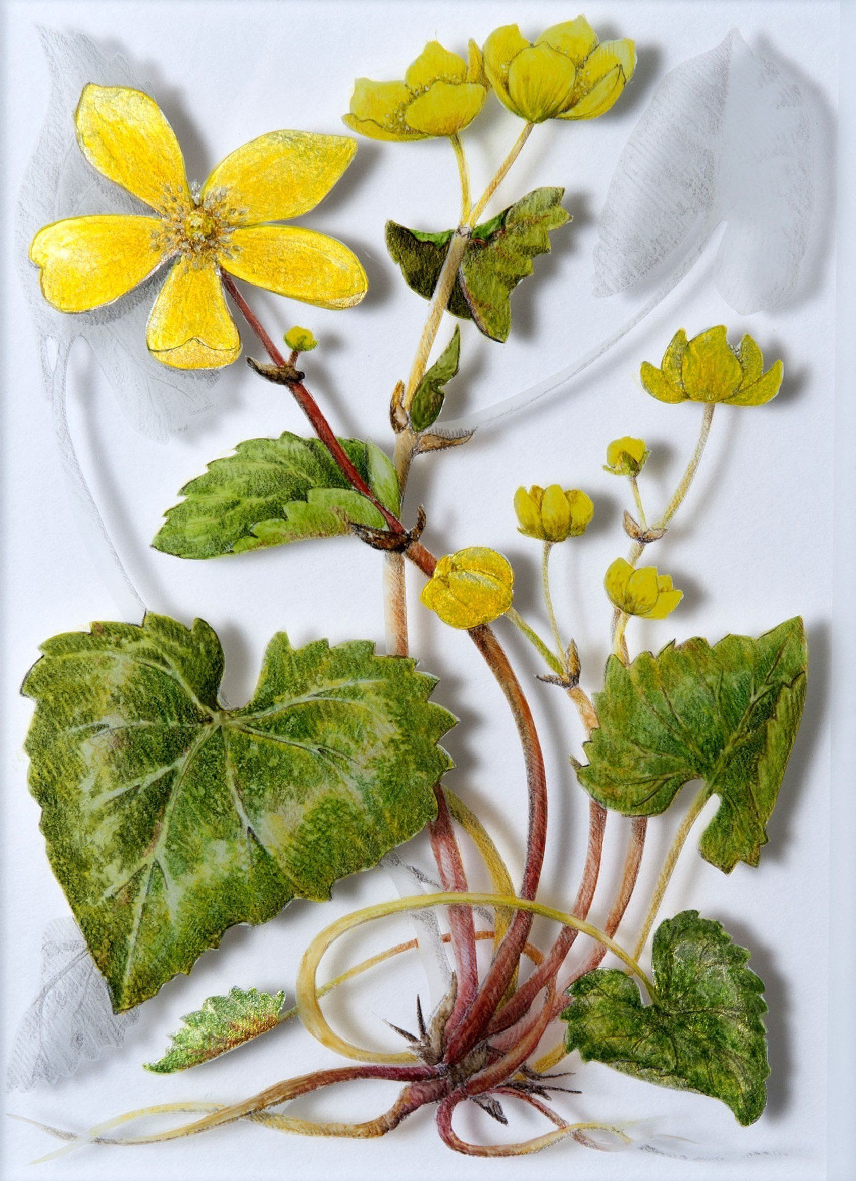Marsh Marigold, a verre églomisé painting by Olivier Cornet Gallery artist Yanny Petters