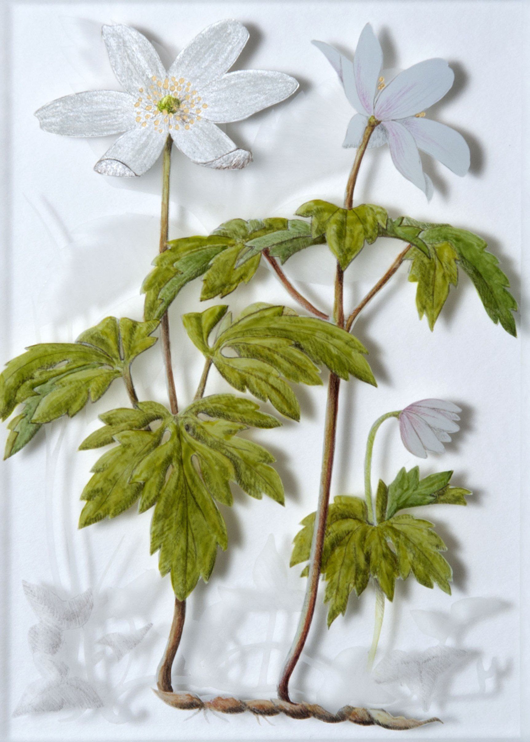 Wood Anemone, a verre églomisé painting by Olivier Cornet Gallery artist Yanny Petters