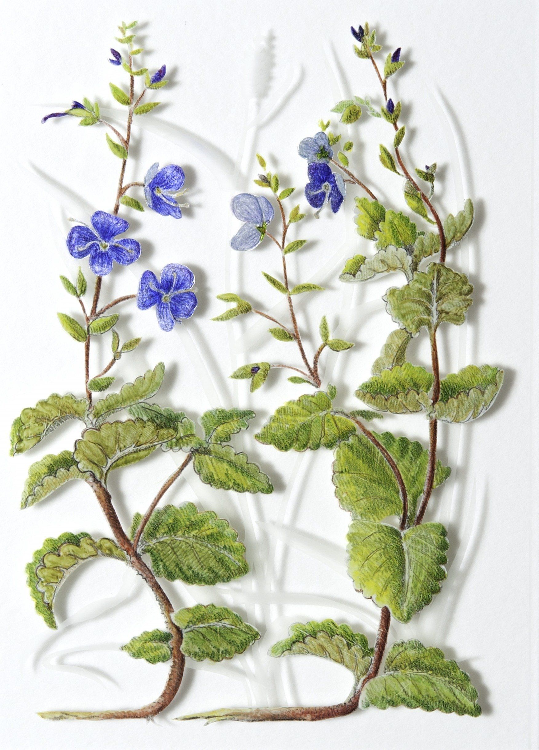Speedwell, a verre églomisé painting by Olivier Cornet Gallery artist Yanny Petters