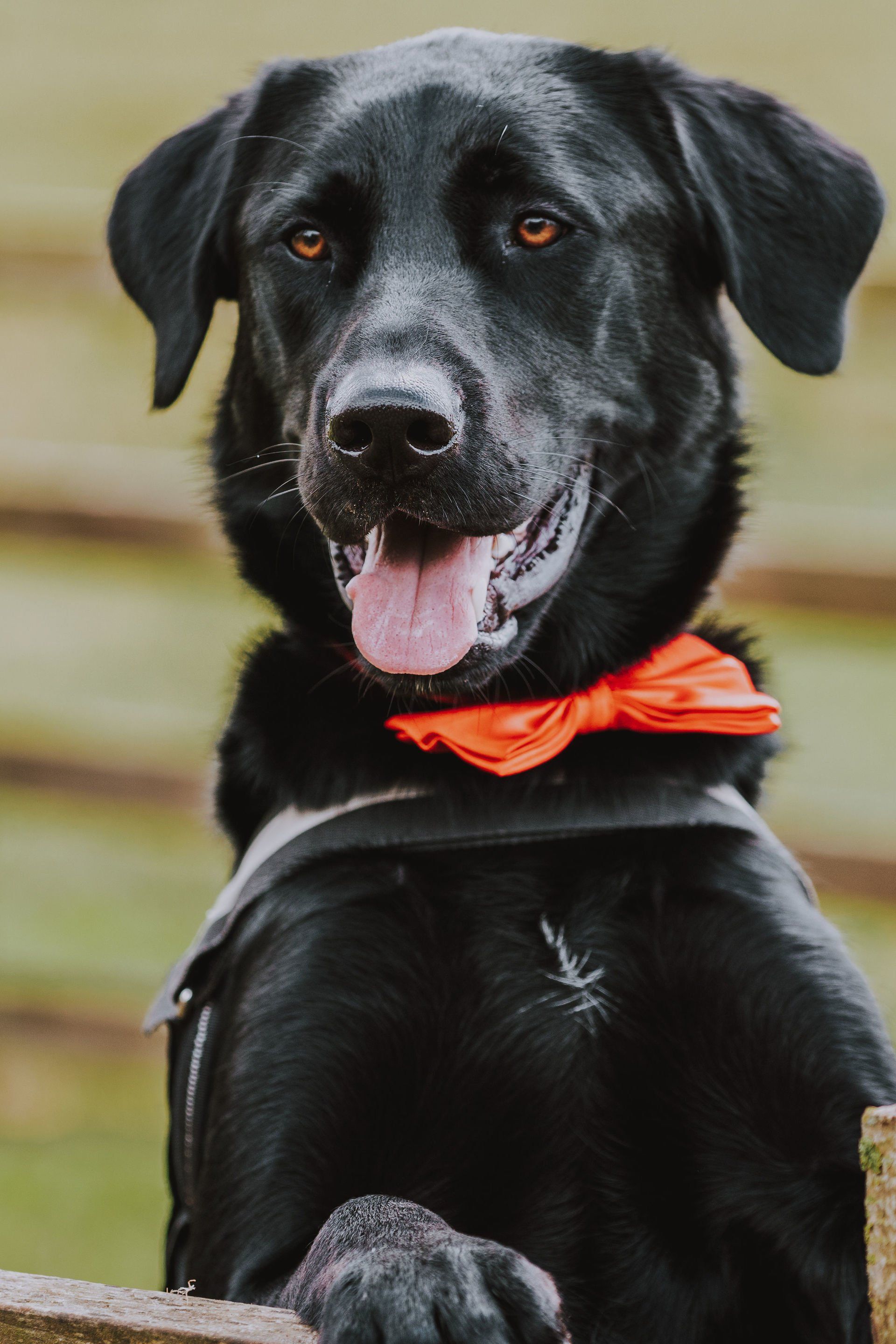 A close up of a black dog wearing an orange bow tie.