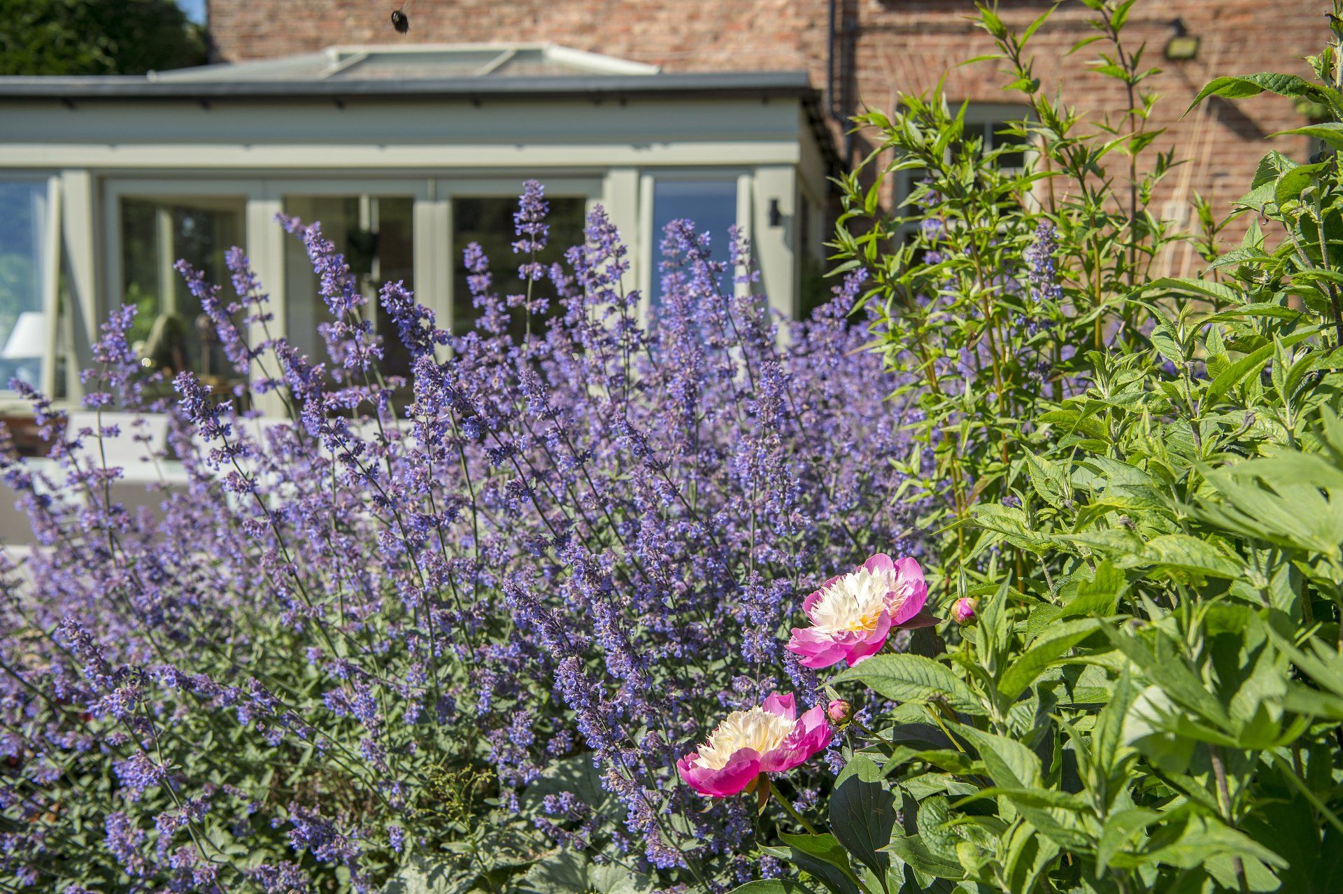 A garden with purple flowers and pink flowers in front of a house.