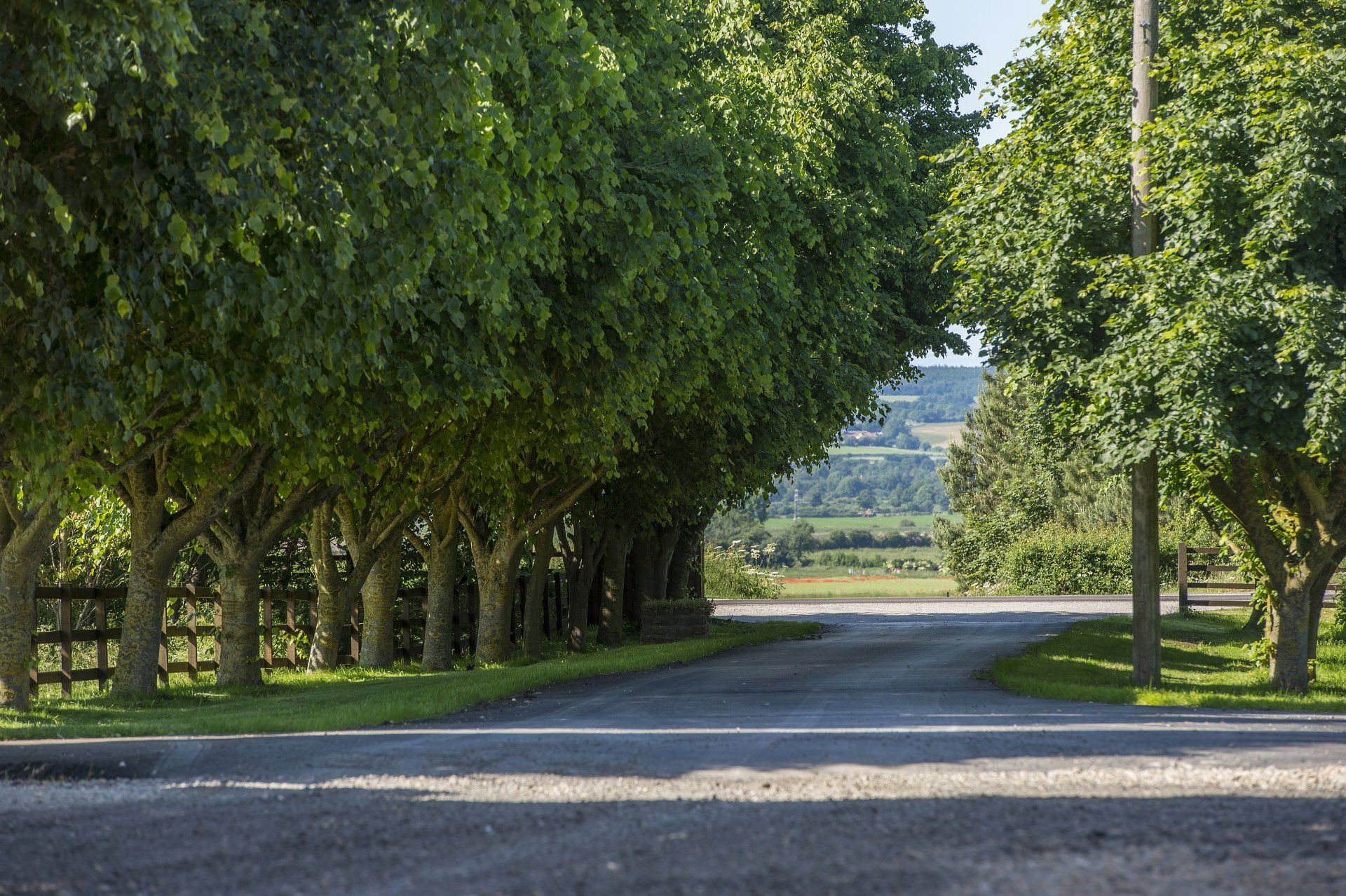 A row of trees along the side of a road.