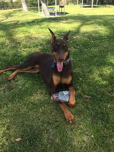 black dog -  Dog Boarding and Training Facility Services in Sylmar, CA