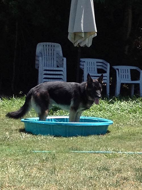 dog in bath - Dog Grooming in Sylmar, CA