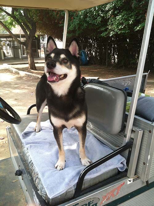 siberean huskey - Dog Grooming in Sylmar, CA