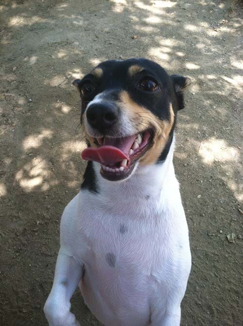 happy dog - Dog Grooming in Sylmar, CA