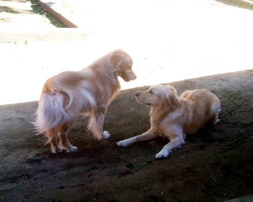 two dogs - Dog Grooming in Sylmar, CA