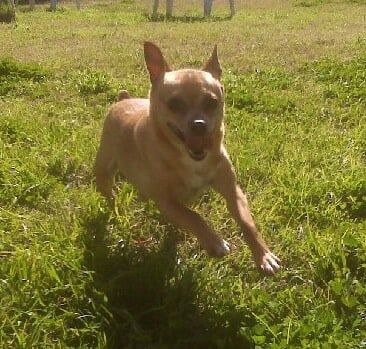 dog -  Dog Boarding and Training Facility Services in Sylmar, CA