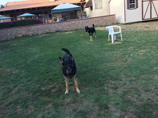 Owner Walking with His Dogs - Dog Boarding and Training Facility Services in Sylmar, CA Owner Walking with His Dogs - Dog Boarding and Training Facility Services in Sylmar, CA
