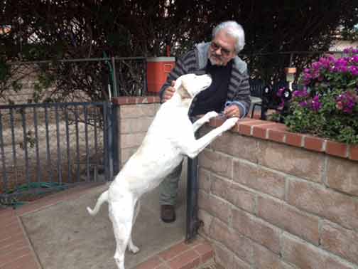 Pet Dog Training - Dog Boarding and Training Facility Services in Sylmar, CA Pet Dog Training - Dog Boarding and Training Facility Services in Sylmar, CA
