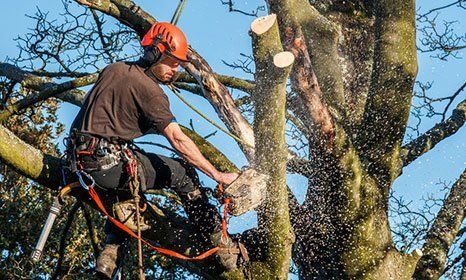 Tree pruning