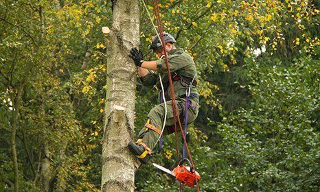 Tree felling