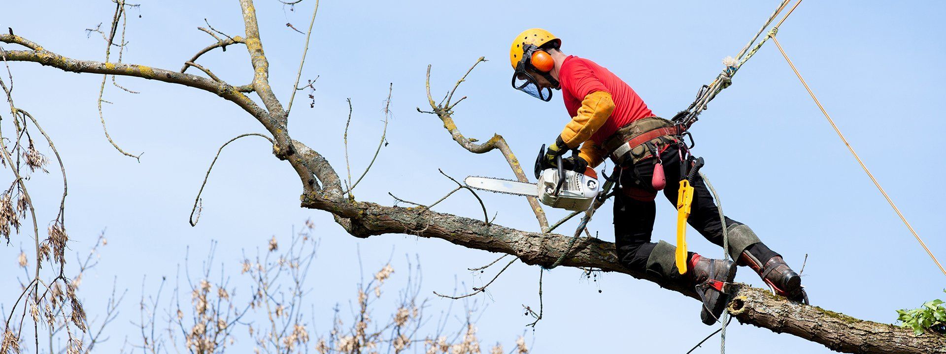 tree cutting