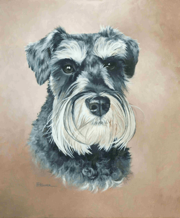 Miniature Schnauzer oil painting