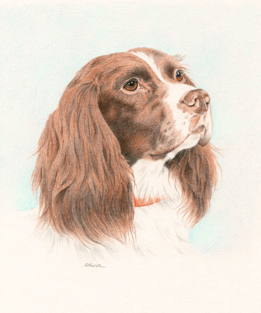 Springer Spaniel oil painting