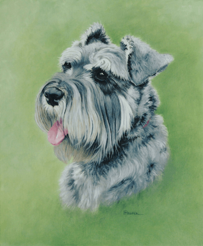 Miniature Schnauzer oil painting