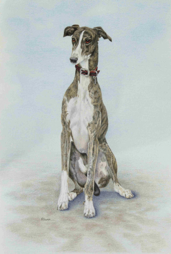 Greyhound coloured pencil painting