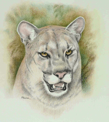 Puma coloured pencil painting