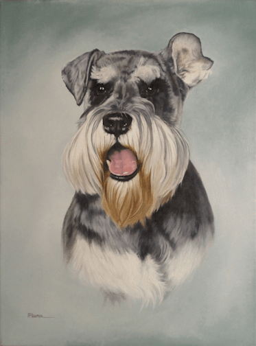 Miniature Schnauzer oil painting