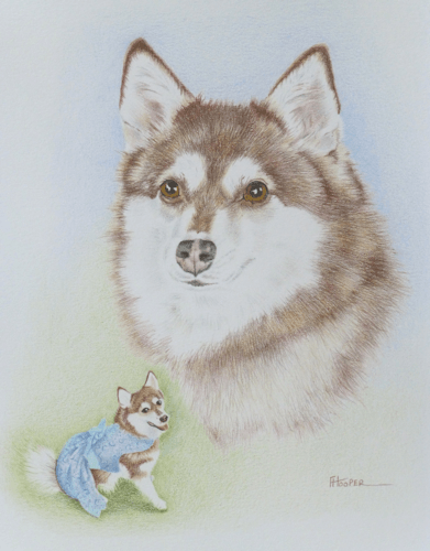 Alaskan Klee Kai coloured pencil painting