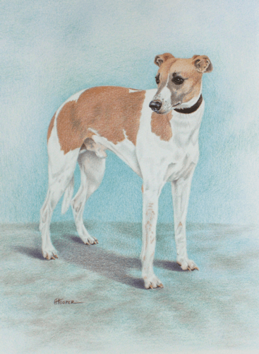 Whippet coloured pencil painting