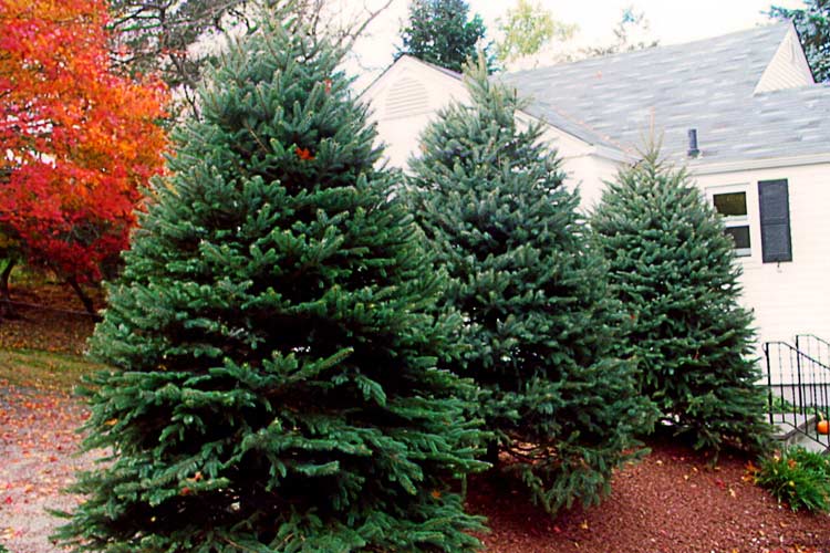 Small Pine Trees — Thornwood, NY — Harry Hudd Architectural Landscapes