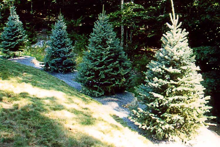 Small Trees — Thornwood, NY — Harry Hudd Architectural Landscapes