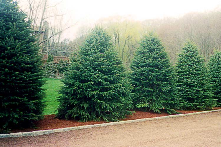 Beautiful Trees — Thornwood, NY — Harry Hudd Architectural Landscapes