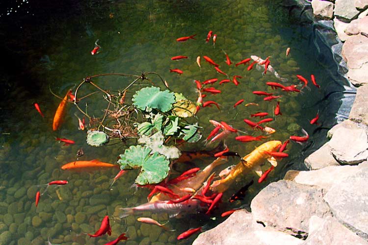 Fish In The Pond — Thornwood, NY — Harry Hudd Architectural Landscapes
