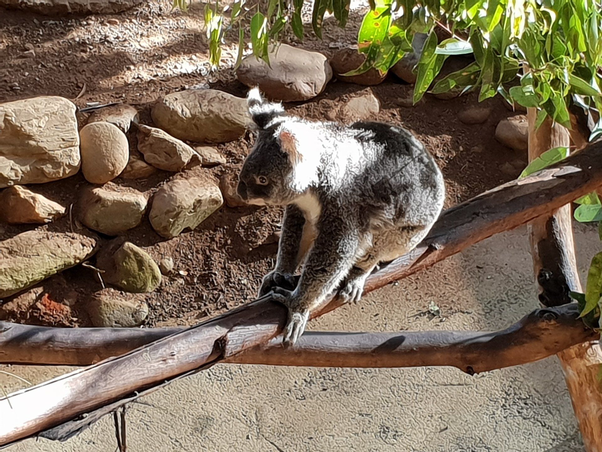 Cute Koala — Anytime Cairns Electrical in Cairns, QLD