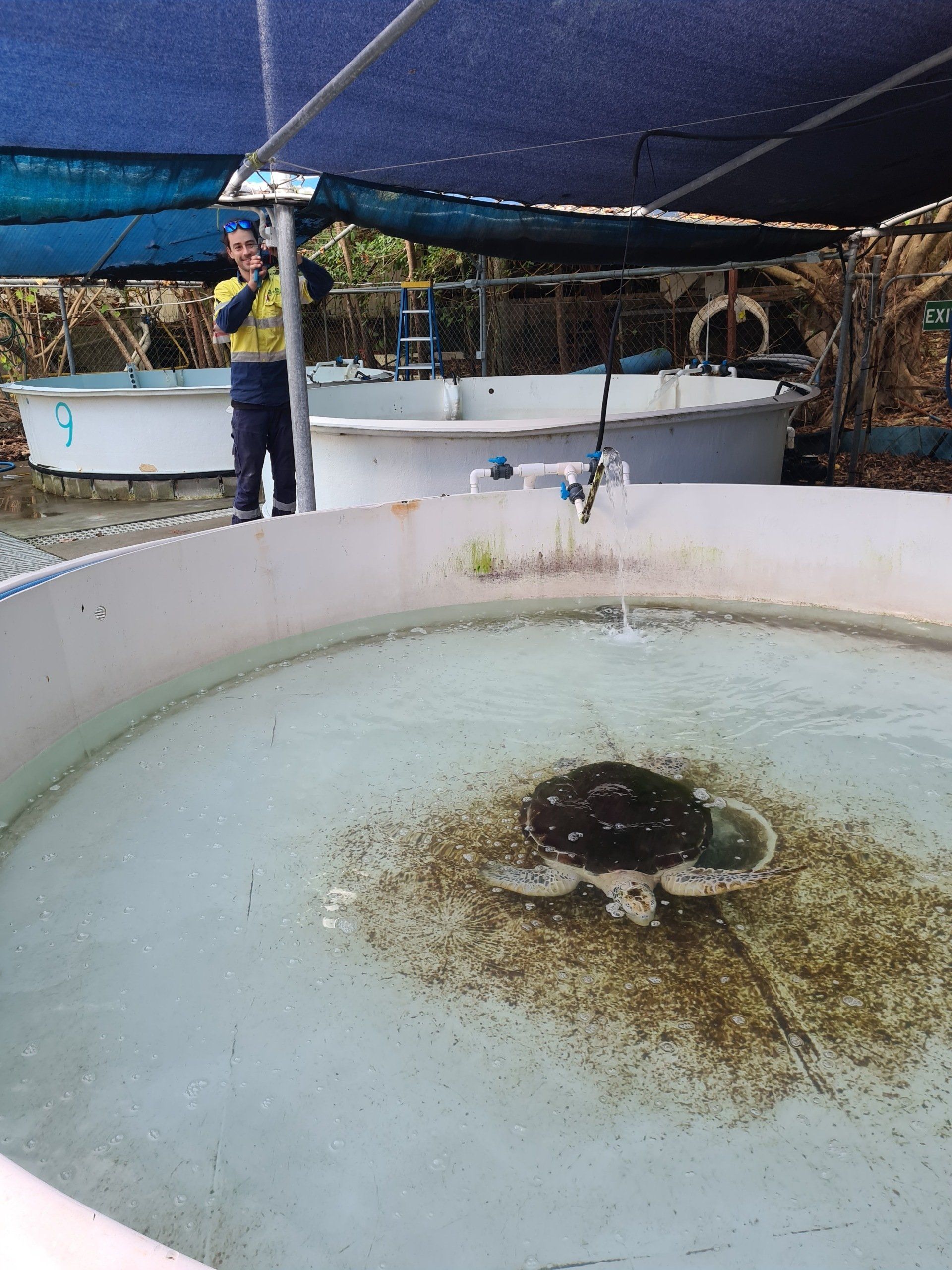 Turtle In Pool — Anytime Cairns Electrical in Cairns, QLD