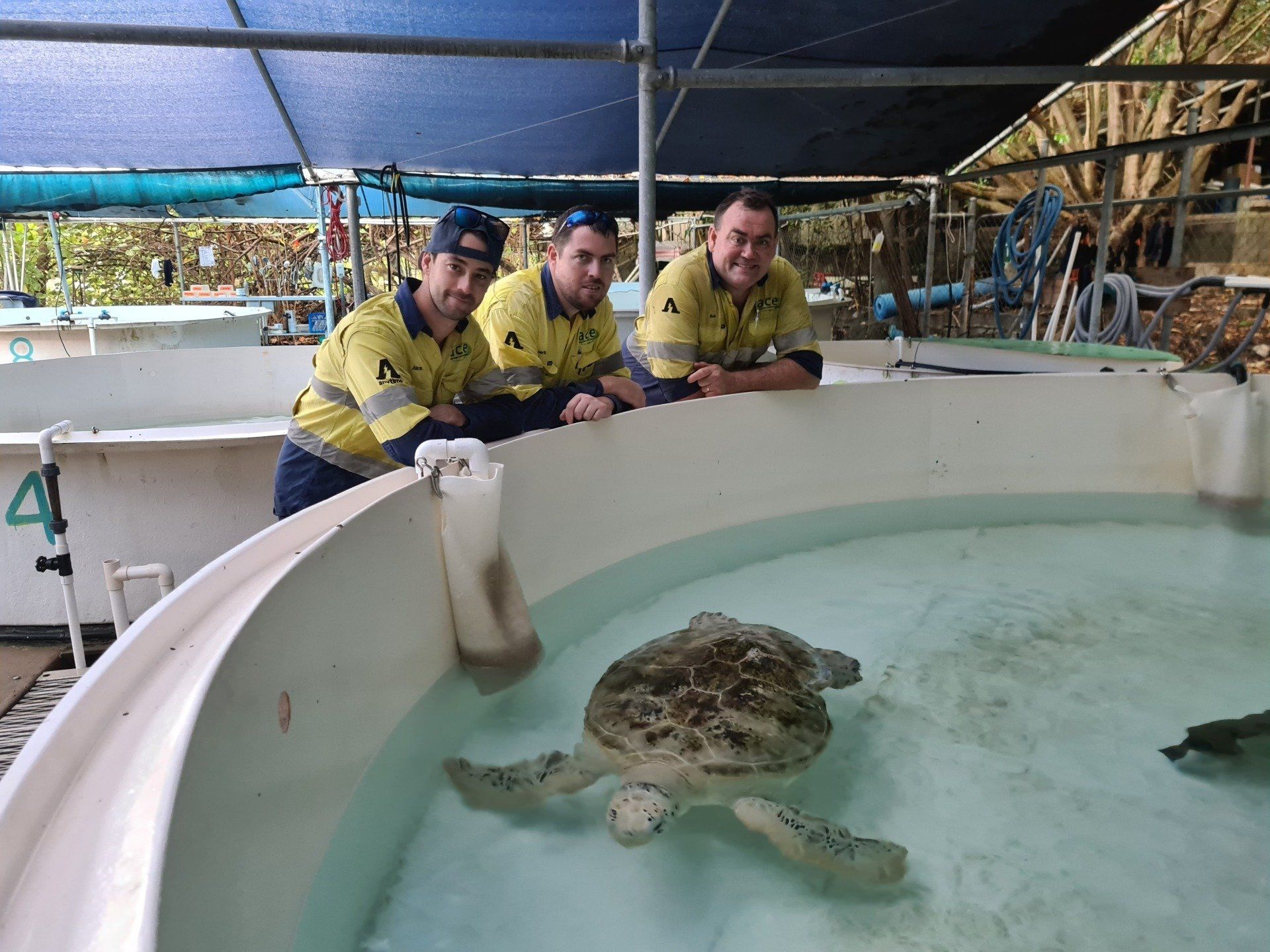 Huge Turtle — Anytime Cairns Electrical in Cairns, QLD