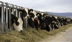 Cattle fencing