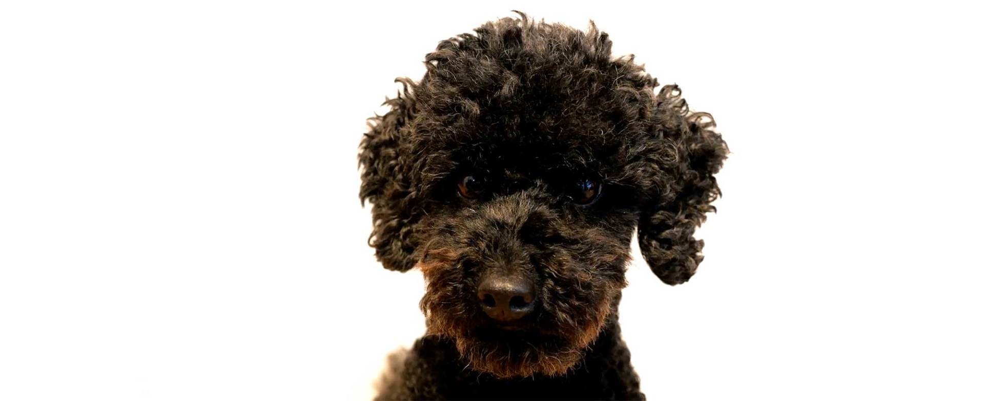 UltiMutts business photo