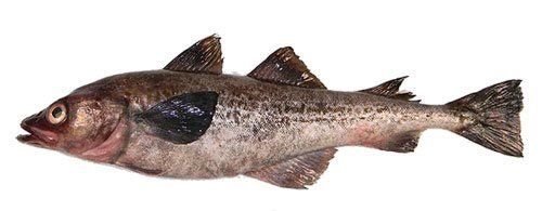 Sourcing - Ocean Crystal Seafood