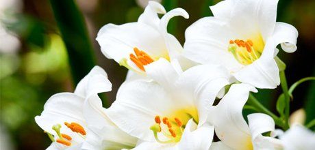 In addition to funeral services, we can also arrange for special counselling