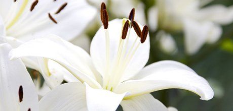 white flowers