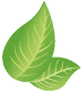 leafs