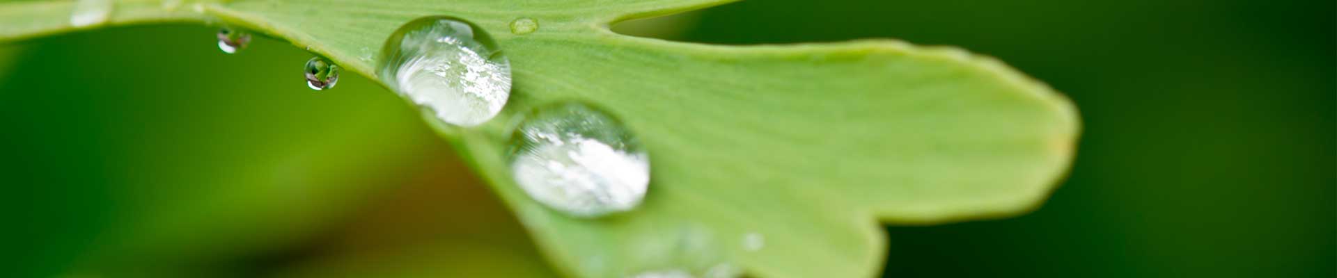 Find out more about traditional acupuncture