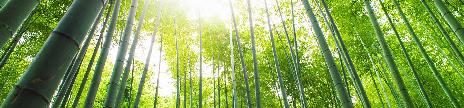 forest trees